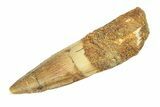 Fossil Spinosaurus Tooth - Real Dinosaur Tooth #268316-1